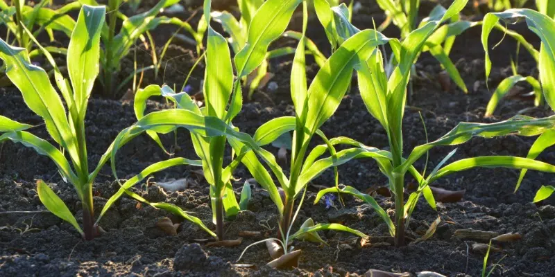 Central Farmer Helps Form Canadian Hydroponic Association