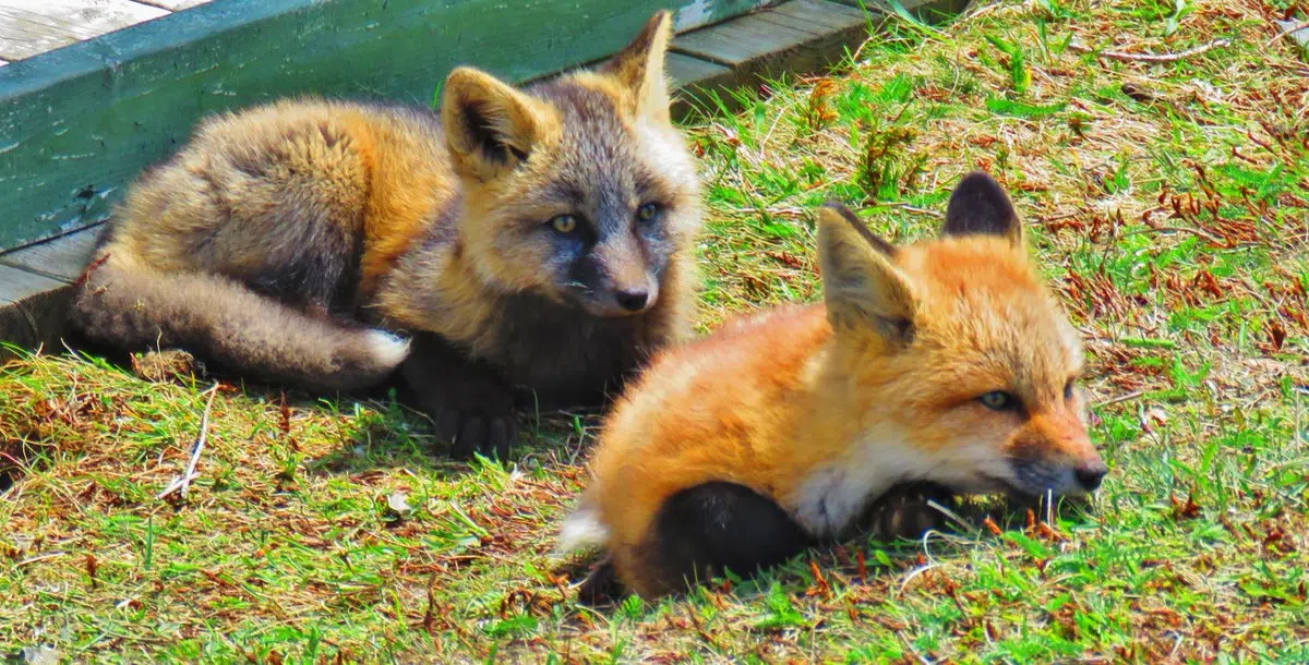 Parks Canada Reminding Public Not to Feed Wildlife After Two Foxes Killed