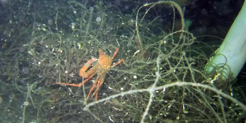 Pilot Project Allows Offshore Harvesters to Remove 'Ghost Gear' from Oceans