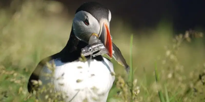 Canadian Parks and Wilderness Society Suspends Puffin Patrol Program