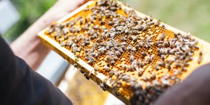 Local Honey Bees Yielding More Honey this Summer, says Bee Keeper