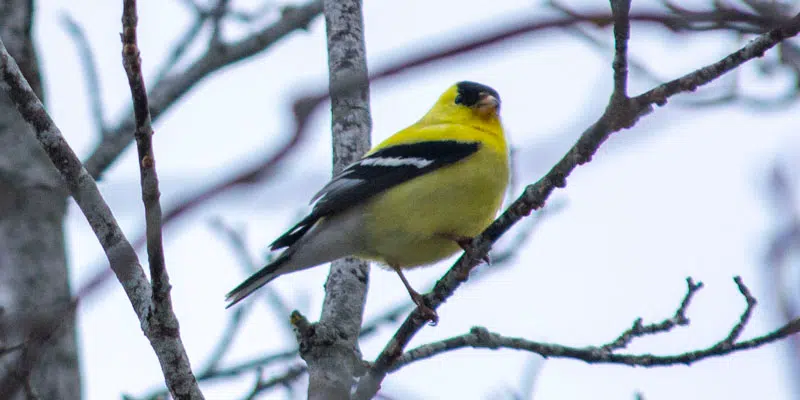 Once-Rare Songbird Now Thriving in NL, says Local Bird Expert