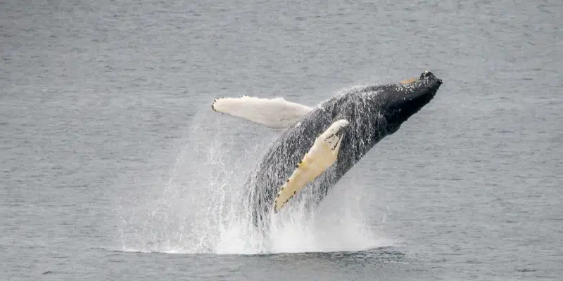 Researcher Reminds Public to Keep Distance from Whales