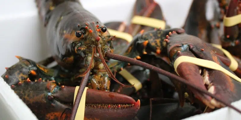 Unions Agree to Minimum Price for Lobster