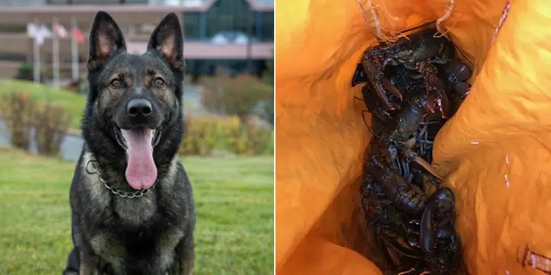 Police Dog Tracks Down Poached Lobsters, Man Facing Charges