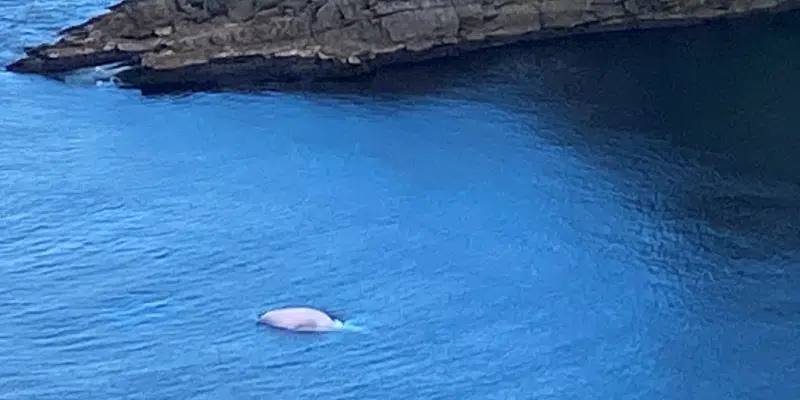 Pink Whale Making Waves in Province's Waters