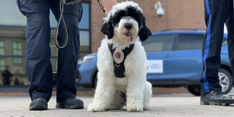 RNC Support Dog Stella Welcomed to the Force