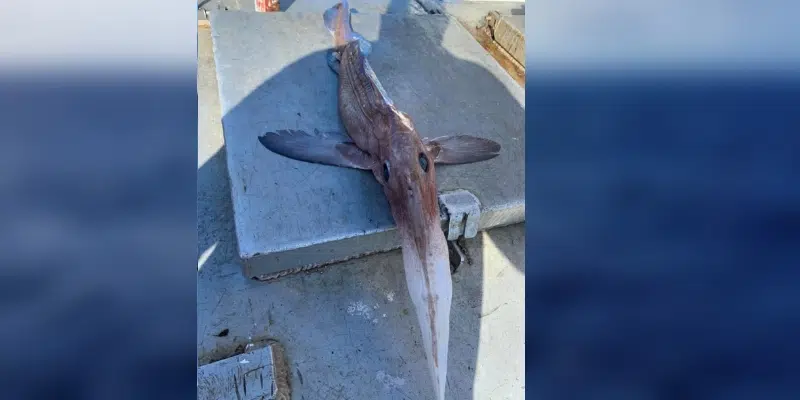 Catch of the Day: Fishing Crew Nets Ghost Shark