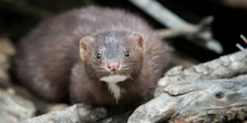 Province Working to Protect Mink Industry from Exposure to COVID-19