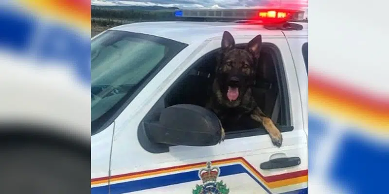 Police Dog Axel Locates Missing Berry Picker