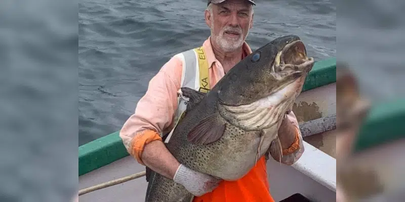 For the Love of Cod! Fisherman Catches 100 Pound Codfish in Green's Harbour