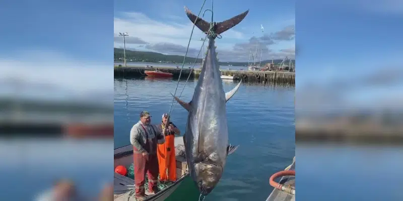 Tuna Deemed Unfit to Eat; Destined for Landfill