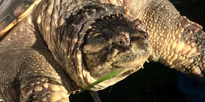 Two Turtles Found in NL Now Living the Life in Ontario | VOCM