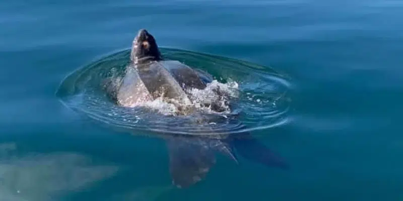 Turtle Caught Taking Leisurely Swim in Waters Off Dildo