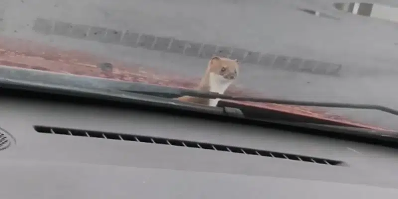 Family Startled After Weasel Tries to Hitch Ride to School