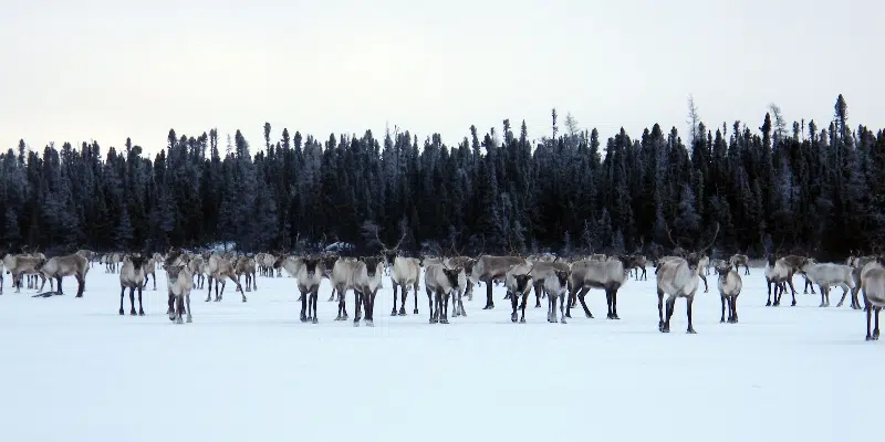 Former Conservation Officer Calling on Ottawa to Protect Labrador Caribou