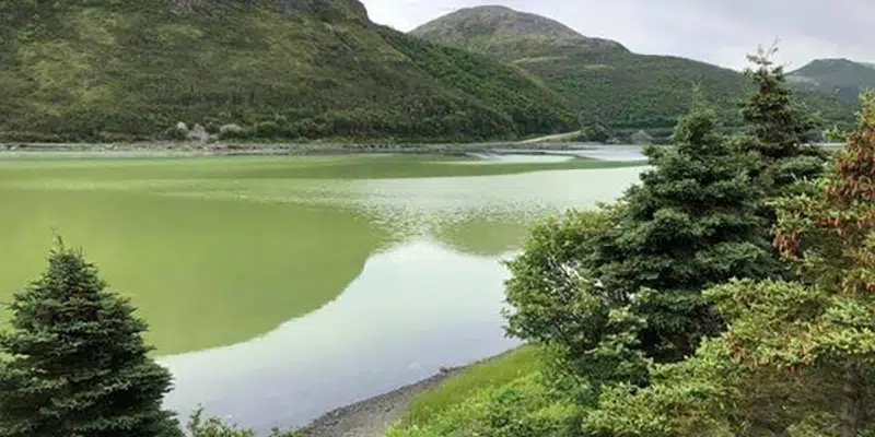 Smell Plaguing Little Bay East Driving Away Any Chance of Tourism says Resident