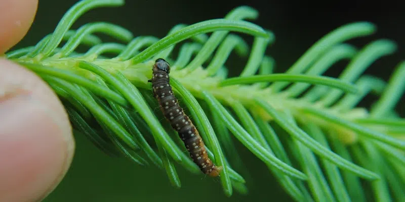 Scientists Hopeful Spray Program will Control Increasing Budworm Population