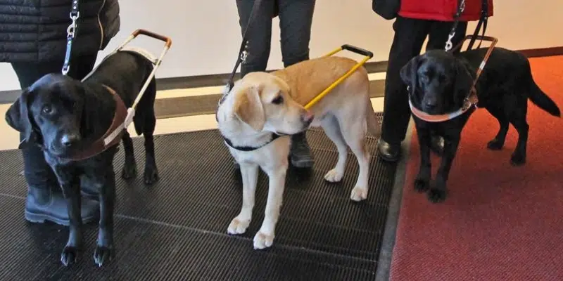 Demand for Guide Dogs Up 300 Per Cent During Pandemic
