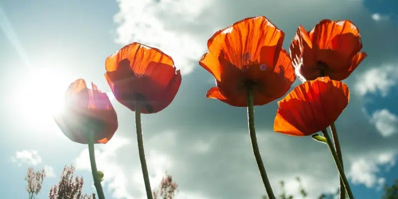 Last Post Fund Seeking Public's Help in Identifying Unmarked Graves of Veterans