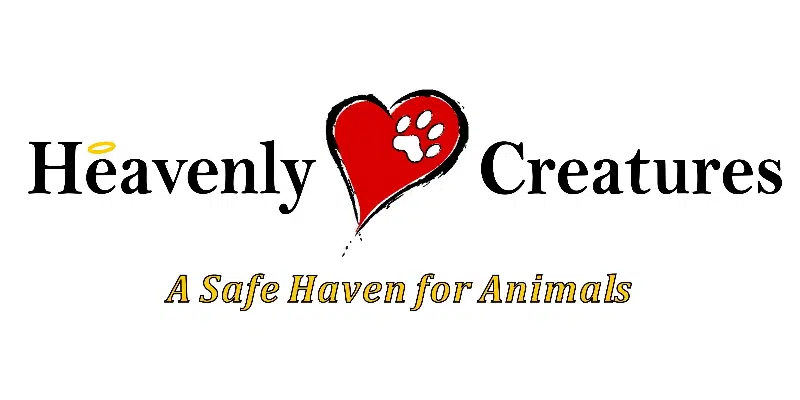 Heavenly Creatures Launches Christmas Drive to Support Pet Owners in Need