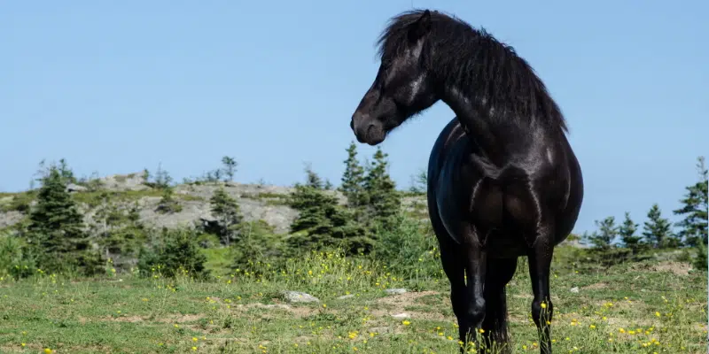 Newfoundland Pony Society Working Towards Quarter-Million Dollar Fundraising Goal