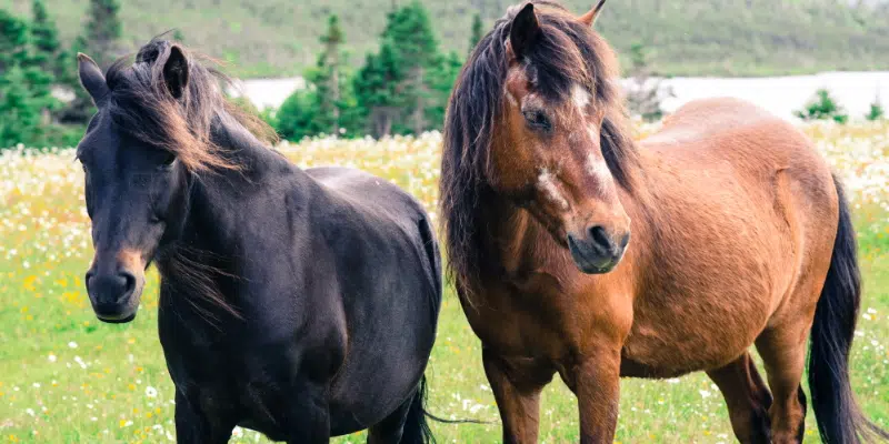 Newfoundland Pony Society Hopes to Increase Number of Registered Ponies