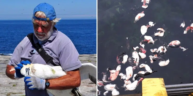 Biologist Decries Excessive Hunting After Discovery of Dozens of Turr Carcasses