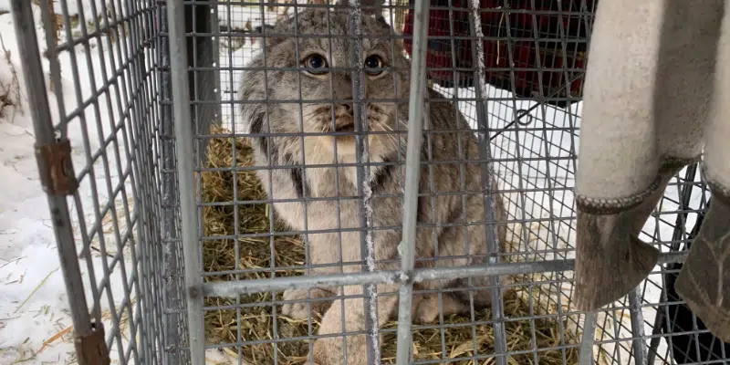 Lynx on the Lam Returned to Salmonier Nature Park