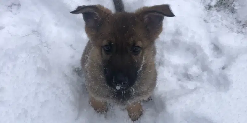 Meet Nattie, the RCMP's Newest Police Dog Potential