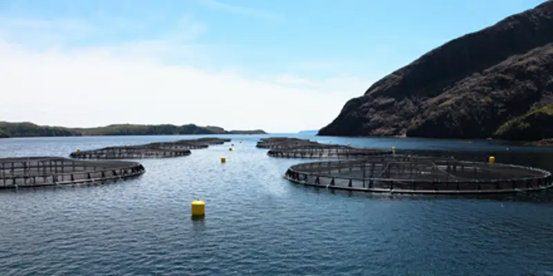 Hundreds in St. John's for Global Aquaculture Conference