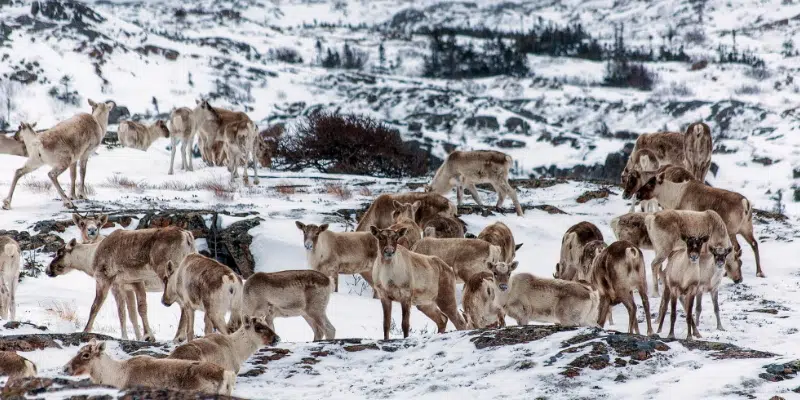 Investigation Underway for Caribou Poaching in Closed Hunting Area