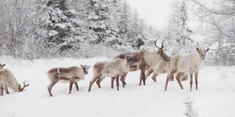 Nunatsiavut Government Renews Call for Action Against Illegal Caribou Hunting