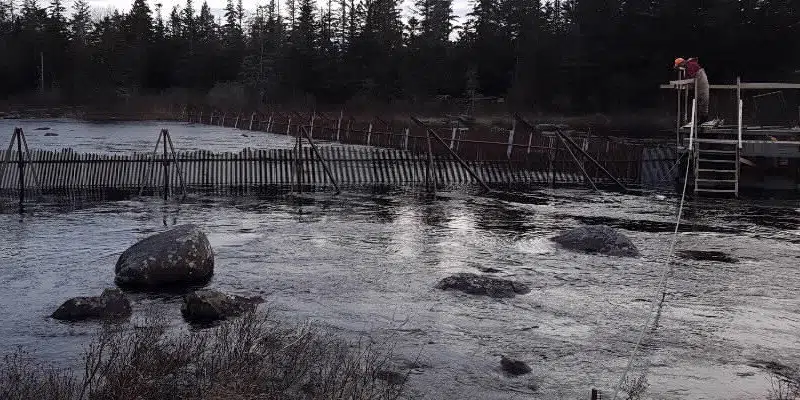 Half of Assessed Salmon Rivers Found to Be in Critical Zone: DFO