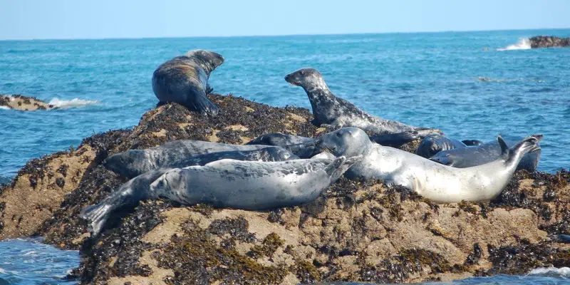 FFAW Calls for Government Action to Control Seal Populations