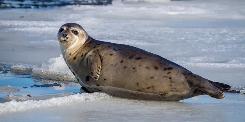 Seal Pupping in Gulf of St. Lawrence Nearly Non-Existent Due to Poor Ice Conditions