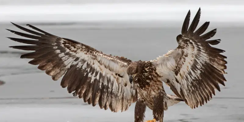 Local Seabird Biologist Not Concerned with Baiting Eagles for Photos