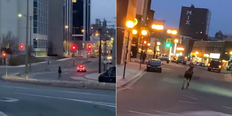 Moose on the Loose Twice This Week in Downtown St. John's