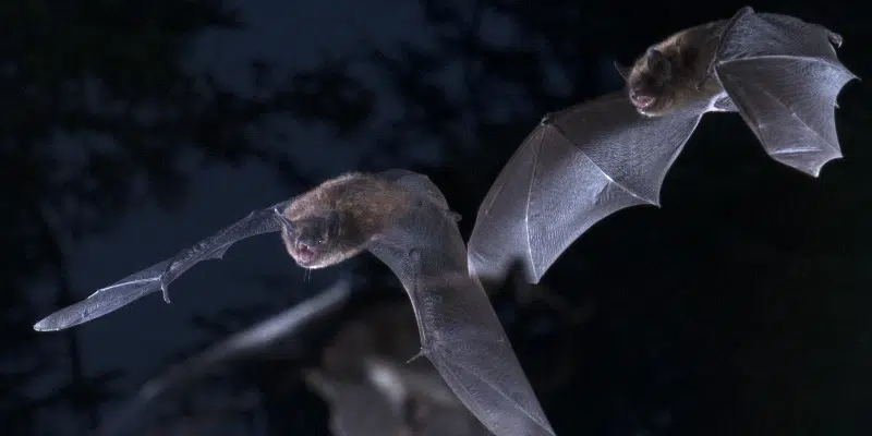 Two Bat Species Placed on Endangered List Due to Deadly Disease