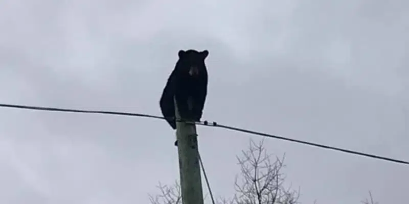 Black Bear Spotted on Top of Utility Pole in Hawke's Bay