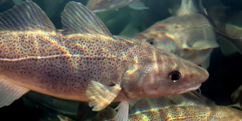 Fishing Industry Using Acoustic Technology to Track Northern Cod