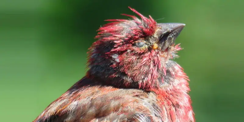 Bird Watchers Reminded to Take Down Feeders to Prevent Spread of Frounce