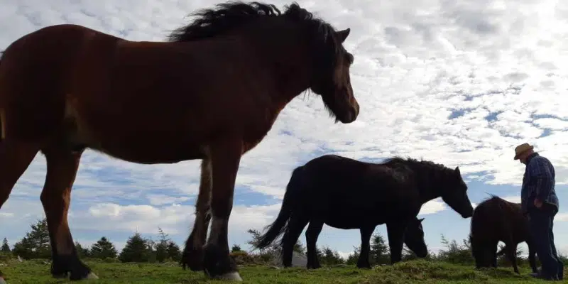 Complications Stall Effort to Breed Endangered Newfoundland Ponies