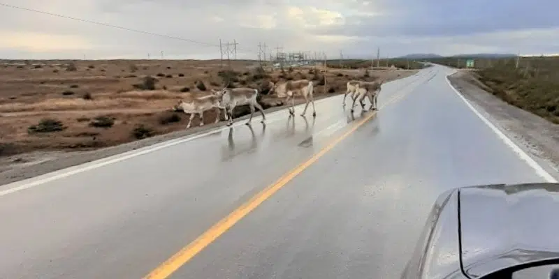 Caribou Spotted Roaming Across Island