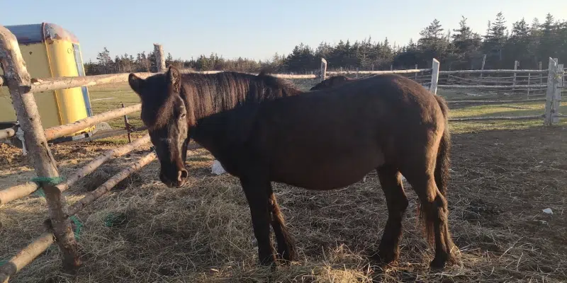 West Coast Mare Expecting Province's Only Newfoundland Pony Foal This Summer