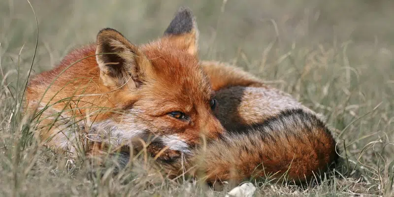 Parks Canada Asking Visitors to Not Feed Foxes on Signal Hill