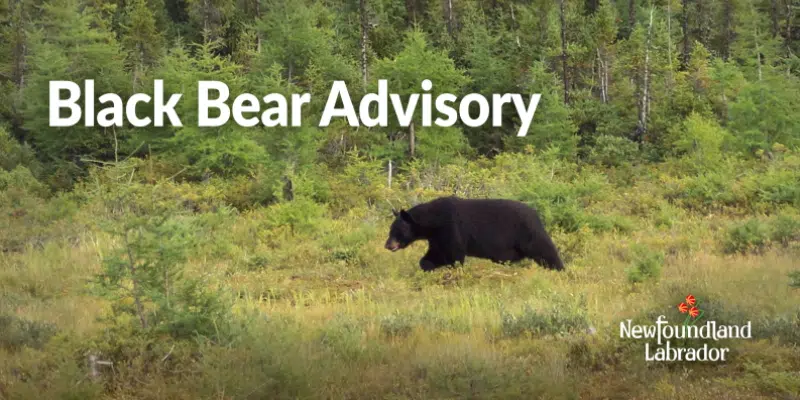 Bear Traps Set in Wabush After Black Bear Sighting