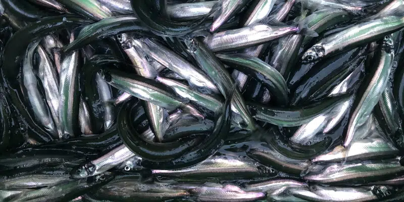 Oceana Canada Calling for Closure of Capelin Fishery Until Population Out of Critical Zone