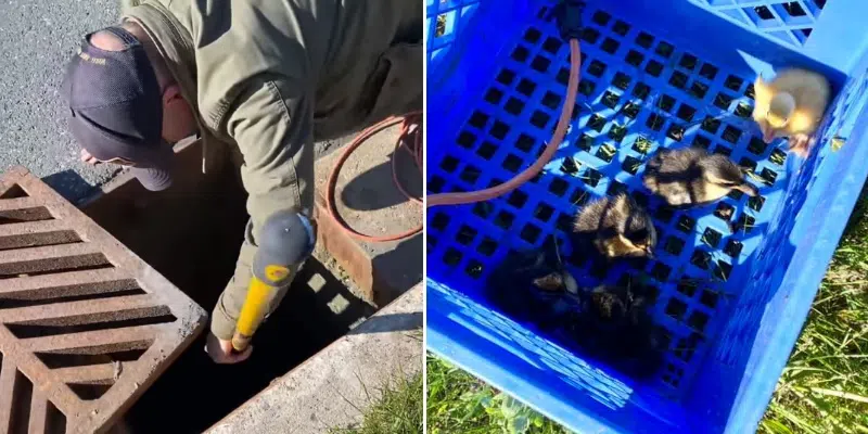 Ducklings Reunited with Mother Duck After Rescue from Paradise Storm Drain