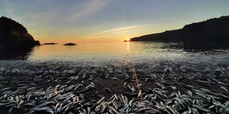 Town of Logy Bay-Middle Cove-Outer Cove Asking People to Socially Distance and be Mindful of Parking as Capelin Roll In